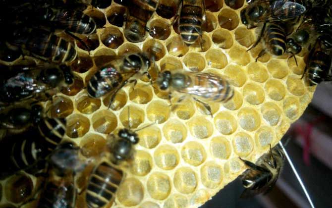 一群蜜蜂建蜂巢脾要多久 一群蜜蜂建蜂巢脾要多久