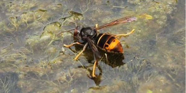 黃腳胡蜂是什么蜂(黃腳胡蜂的生活習(xí)性及特征) 黃腳胡蜂是什么蜂(黃腳胡蜂的生活習(xí)性及特征)