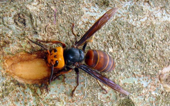怎樣防止中國大虎頭蜂吃蜜蜂(虎頭蜂吃蜂蜜怎么解決) 怎樣防止中國大虎頭蜂吃蜜蜂(虎頭蜂吃蜂蜜怎么解決)