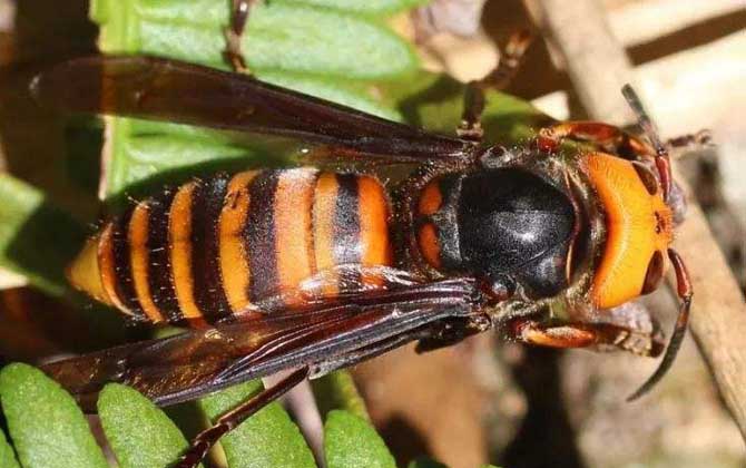 怎樣防止中國大虎頭蜂吃蜜蜂(虎頭蜂吃蜂蜜怎么解決) 怎樣防止中國大虎頭蜂吃蜜蜂(虎頭蜂吃蜂蜜怎么解決)