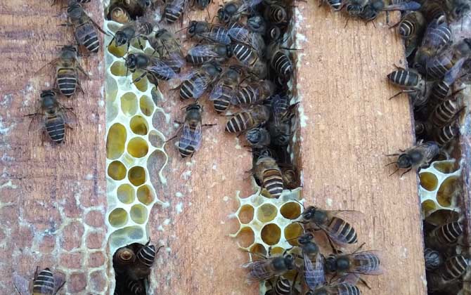 一群中蜂多少錢 一群中蜂多少錢