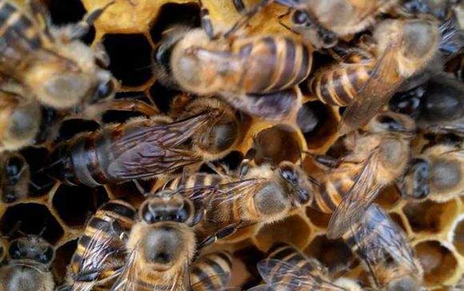 太湖中蜂 太湖中蜂