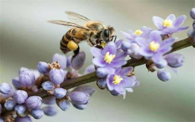 太湖中蜂 太湖中蜂