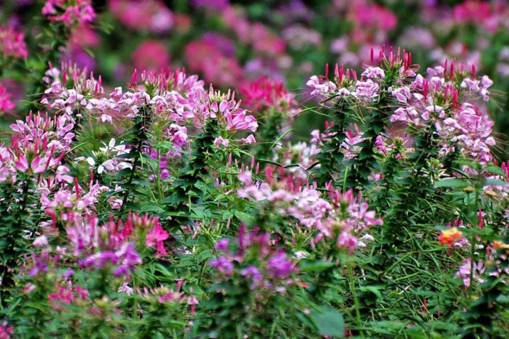 四川蜜源植物大全(四川蜜源植物分布) 四川蜜源植物大全(四川蜜源植物分布)