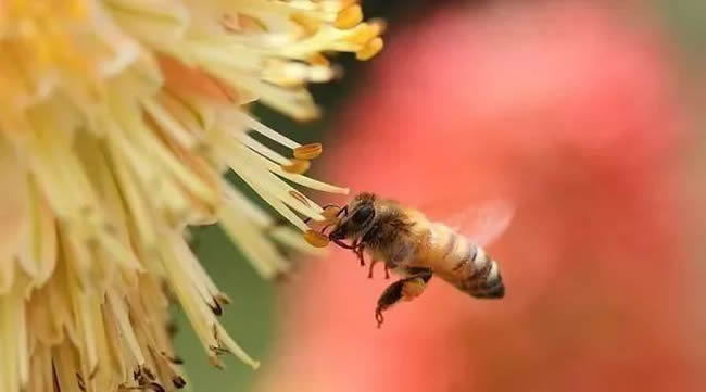 如何誘捕工蜂回來合群? 如何誘捕工蜂回來合群?