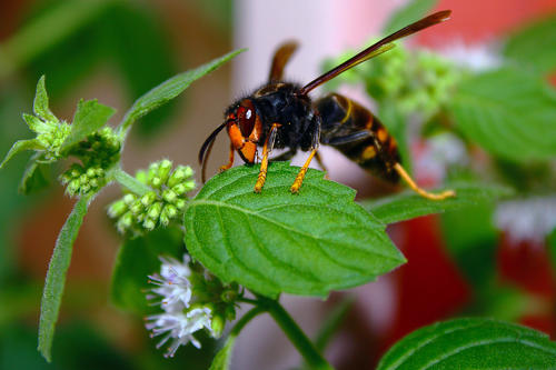 中國大虎頭蜂怎樣過冬(冬天怎樣養虎頭蜂) 中國大虎頭蜂怎樣過冬(冬天怎樣養虎頭蜂)