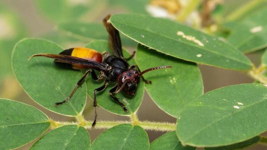 中國大虎頭蜂怎樣過冬(冬天怎樣養虎頭蜂) 中國大虎頭蜂怎樣過冬(冬天怎樣養虎頭蜂)