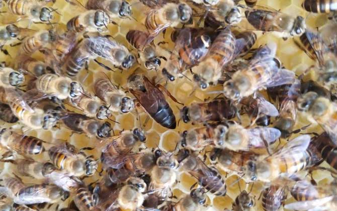 分蜂是老王走還是新王走（分蜂機制是什么）