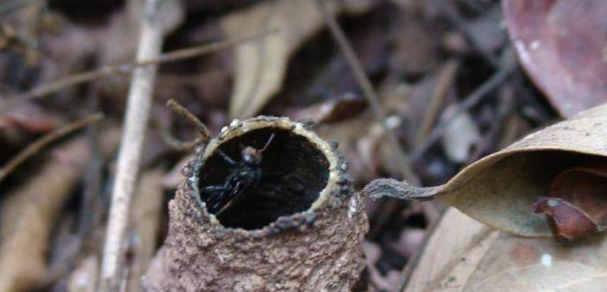 酸蜂能人工養(yǎng)殖嗎(酸蜂人工養(yǎng)殖技術(shù)) 酸蜂能人工養(yǎng)殖嗎(酸蜂人工養(yǎng)殖技術(shù))