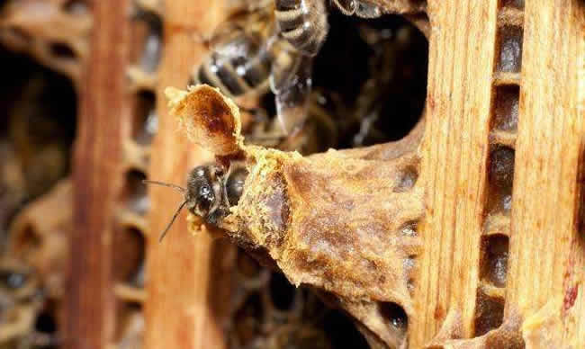 蜂王是怎么來的? 蜂王是怎么來的