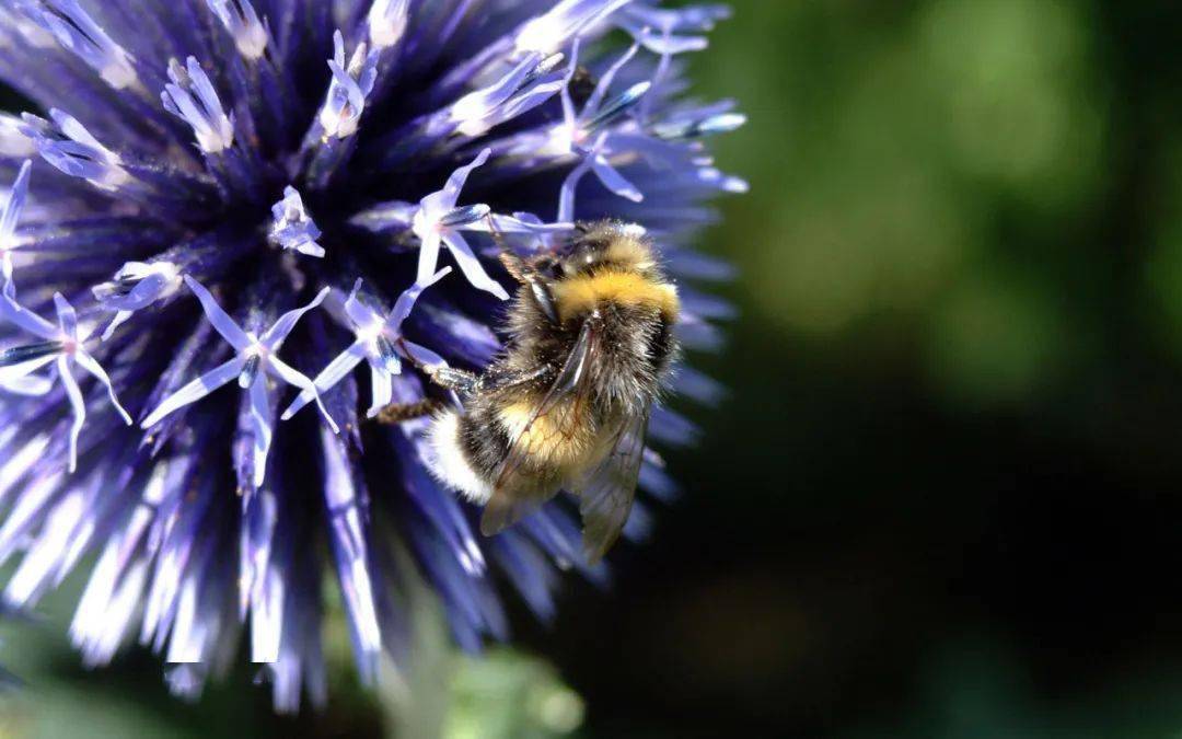 想養(yǎng)蜂從這些基礎(chǔ)做起(新手養(yǎng)蜂入門及注意事項(xiàng)) 想養(yǎng)蜂從這些基礎(chǔ)做起(新手養(yǎng)蜂入門及注意事項(xiàng))