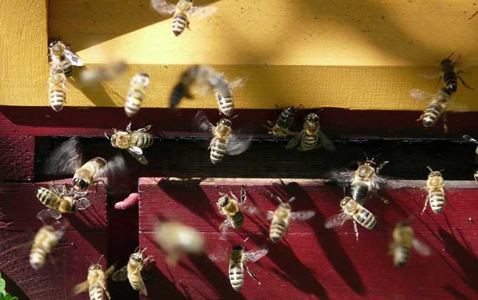 蜜蜂分蜂一般會飛多高多遠(yuǎn)