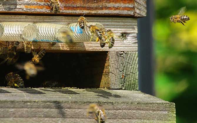蜜蜂分蜂一般會飛多高多遠(yuǎn)