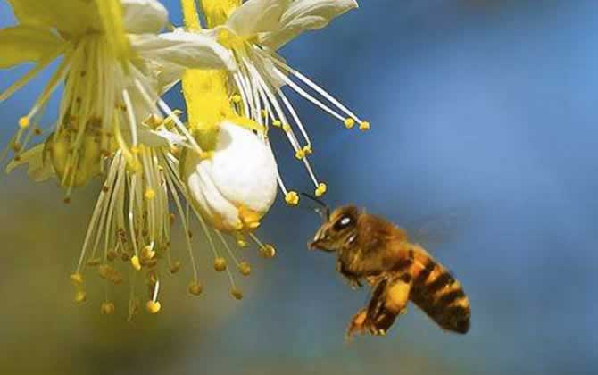 在哪里可以學(xué)養(yǎng)蜂技術(shù)? 養(yǎng)蜂技術(shù)