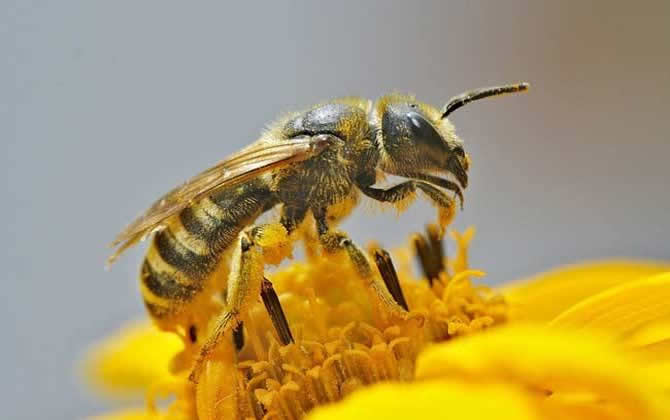 在哪里可以學(xué)養(yǎng)蜂技術(shù)? 養(yǎng)蜂技術(shù)