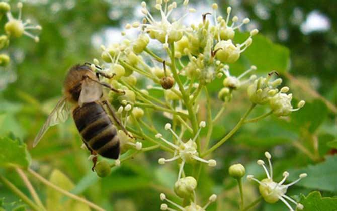 黑蜂有毒嗎? 黑蜂