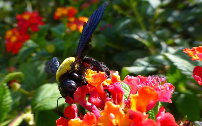 黑蜂有毒嗎? 黑蜂