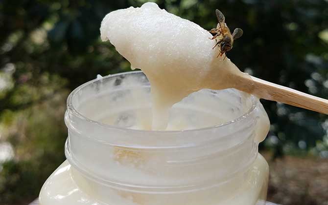 鴨腳木蜜的適用人群(鴨腳木蜜適用人群及禁忌人群) 鴨腳木蜜