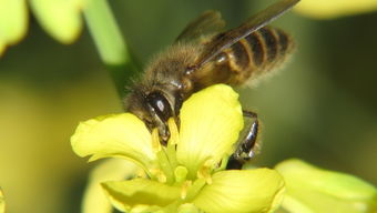 松丹一號蜜蜂怎么樣(松丹一號蜂王優點) 松丹一號蜜蜂怎么樣(松丹一號蜂王優點)