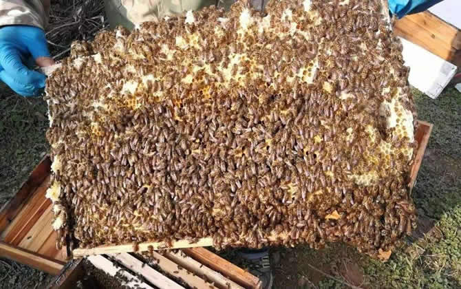 蜜蜂會發(fā)現(xiàn)蜂蜜沒有了嗎？