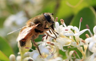 處女王未交尾成功工蜂是什么狀態(tài)(處女王長期不交尾蜂群會(huì)怎樣) 處女王未交尾成功工蜂是什么狀態(tài)(處女王長期不交尾蜂群會(huì)怎樣)