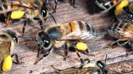 處女王未交尾成功工蜂是什么狀態(tài)(處女王長期不交尾蜂群會(huì)怎樣) 處女王未交尾成功工蜂是什么狀態(tài)(處女王長期不交尾蜂群會(huì)怎樣)