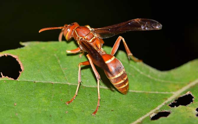 被黃蜂蟄到的多長時間內是危險期