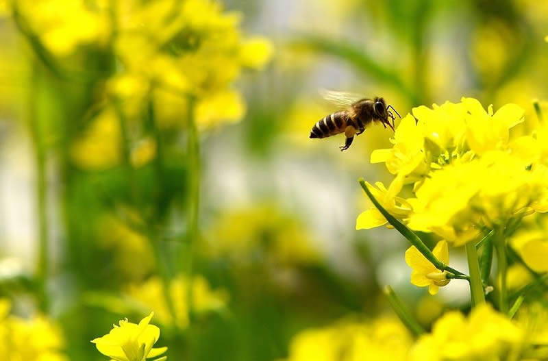 【蜜蜂養殖】一箱蜜蜂兩個蜂王可以嗎? 一箱蜜蜂兩個蜂王可以嗎?