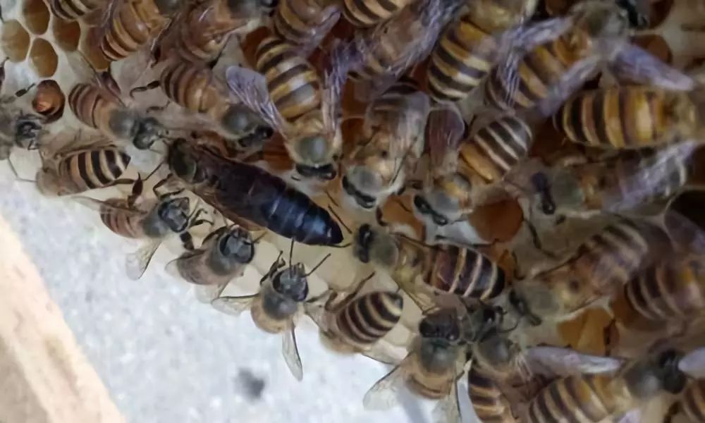 蜂王一年可產多少卵(蜂王一年產卵幾次) 蜂王一年可產多少卵(蜂王一年產卵幾次)