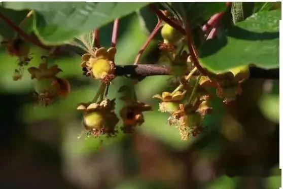 蜜蜂過(guò)冬取暖的三種方法（蜜蜂冬天如何越冬）