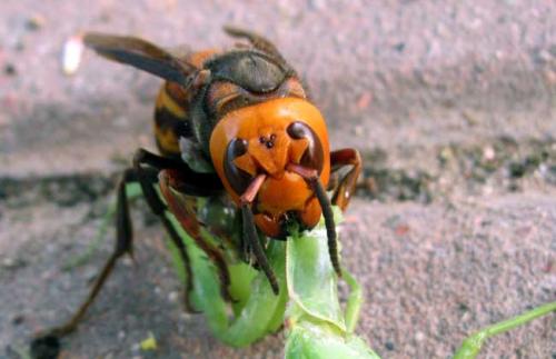 中國大虎頭蜂和日本大黃蜂的區別(中國大虎頭蜂和日本大黃蜂的對比) 中國大虎頭蜂和日本大黃蜂的區別(中國大虎頭蜂和日本大黃蜂的對比)