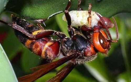 中國大虎頭蜂和日本大黃蜂的區別(中國大虎頭蜂和日本大黃蜂的對比) 中國大虎頭蜂和日本大黃蜂的區別(中國大虎頭蜂和日本大黃蜂的對比)