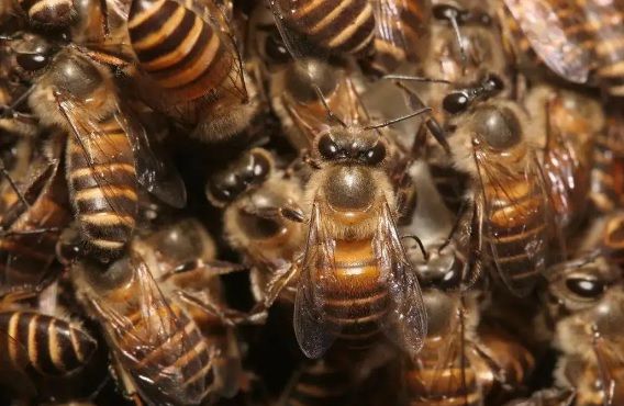 貴州納雍中蜂（貴州畢節(jié)中蜂品種介紹）