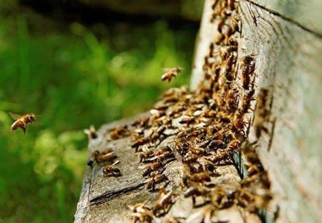 【蜜蜂知識】蜜蜂自然分蜂前有什么特點？