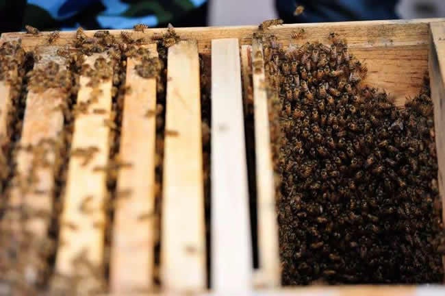 【蜜蜂知識】蜜蜂自然分蜂前有什么特點？