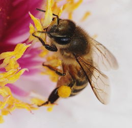 養蜂的工具器材有哪些(現代養蜂必須要用現代養蜂工具) 養蜂的工具器材有哪些(現代養蜂必須要用現代養蜂工具)