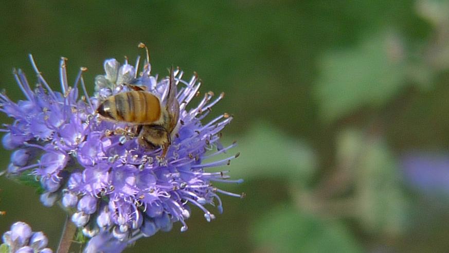 冬天蜜蜂會繁殖嗎（蜜蜂冬天產(chǎn)蜂蜜嗎）