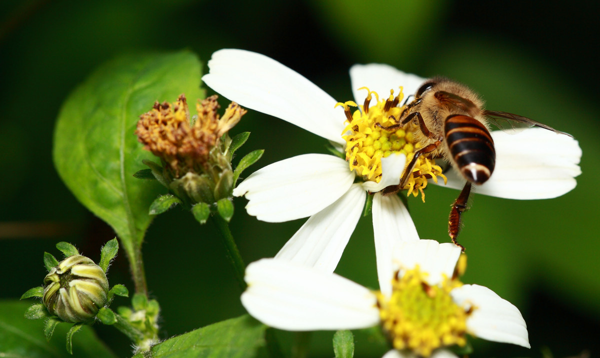 冬天蜜蜂會繁殖嗎（蜜蜂冬天產(chǎn)蜂蜜嗎）