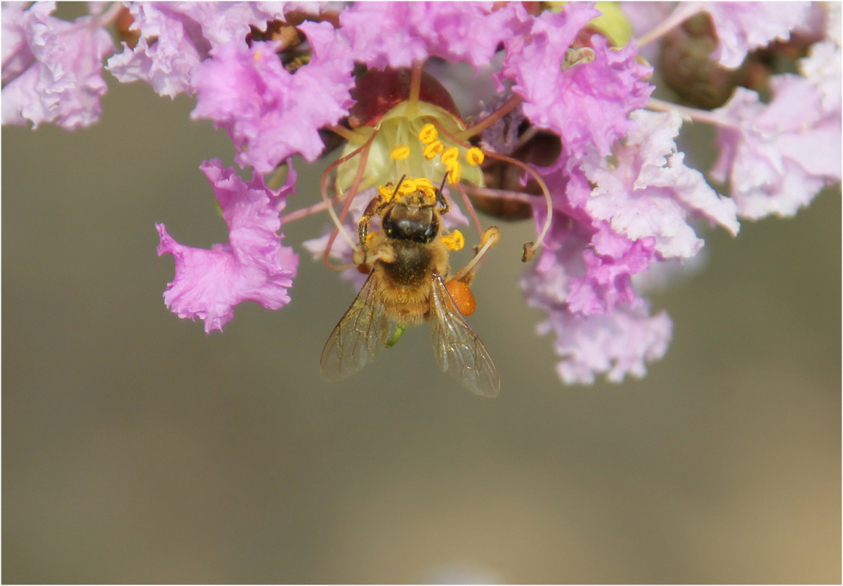 冬天蜜蜂會繁殖嗎（蜜蜂冬天產(chǎn)蜂蜜嗎）