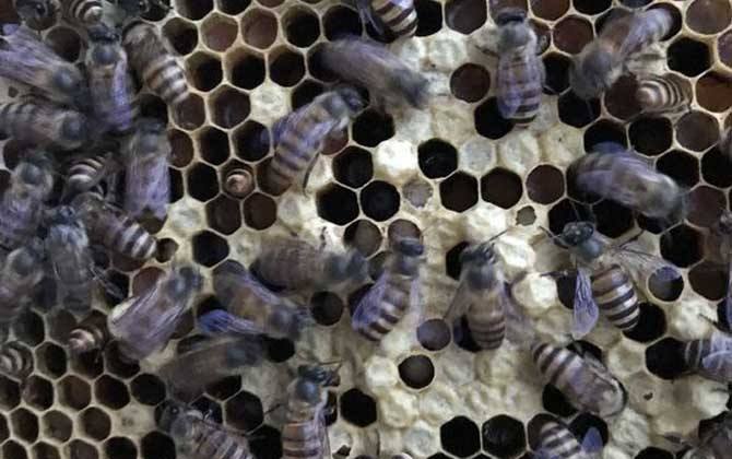 中蜂白頭蛹的防治方法 中蜂白頭蛹的防治方法