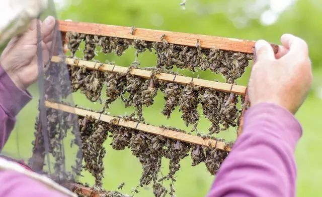 初次養(yǎng)蜂需要注意什么(初學(xué)養(yǎng)蜂的基本常識) 初次養(yǎng)蜂需要注意什么(初學(xué)養(yǎng)蜂的基本常識)