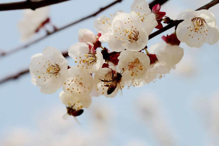 意蜂什么時候人工育王? 意蜂什么時候人工育王?