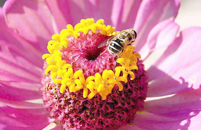 意蜂什么時候人工育王? 意蜂什么時候人工育王?