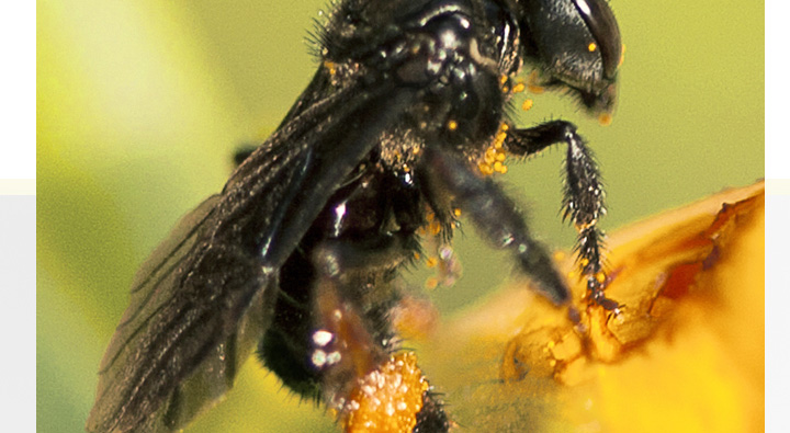 南方全身黑色蜂是什么蜂？叫什么？