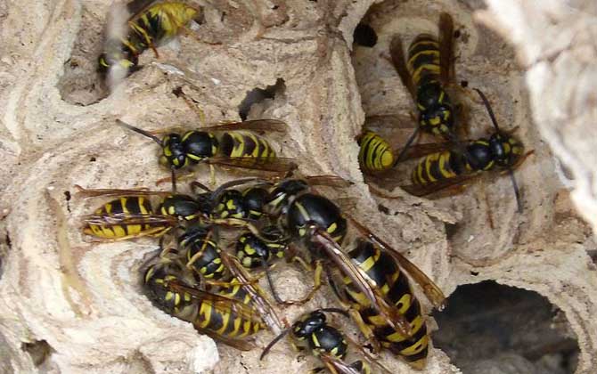 一窩馬蜂大概培育出多少蜂王(一窩胡蜂有多少蜂王) 一窩馬蜂大概培育出多少蜂王(一窩胡蜂有多少蜂王)