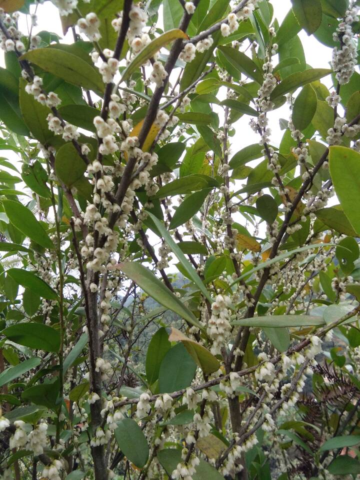 冬蜜主要是什么蜜源植物（冬蜜的蜜源植物介紹）