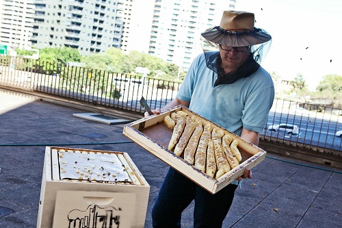 樓頂可以養蜂嗎(家庭樓頂養蜜蜂會不會有什么影響) 樓頂可以養蜂嗎(家庭樓頂養蜜蜂會不會有什么影響)