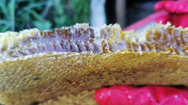 江西野蜂什么時(shí)候取蜜 江西野蜂什么時(shí)候取蜜