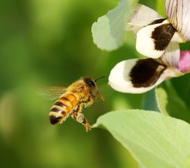蜜蜂分家了是老蜂王飛走(蜂群最后為何會(huì)滅亡) 蜜蜂分家了是老蜂王飛走(蜂群最后為何會(huì)滅亡)