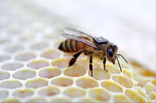 蜜蜂分家了是老蜂王飛走(蜂群最后為何會(huì)滅亡) 蜜蜂分家了是老蜂王飛走(蜂群最后為何會(huì)滅亡)